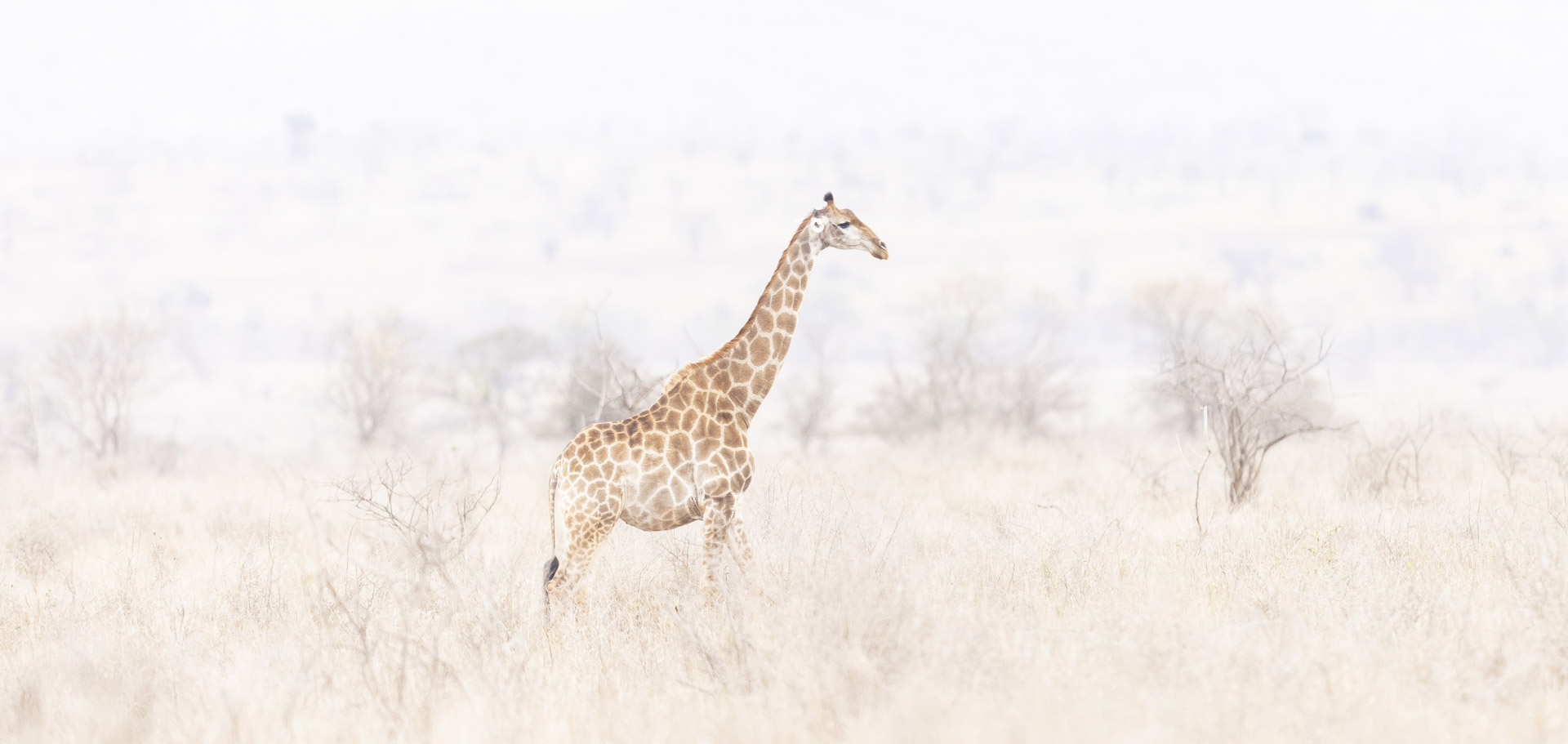 photo-girafe-savane-afrique
