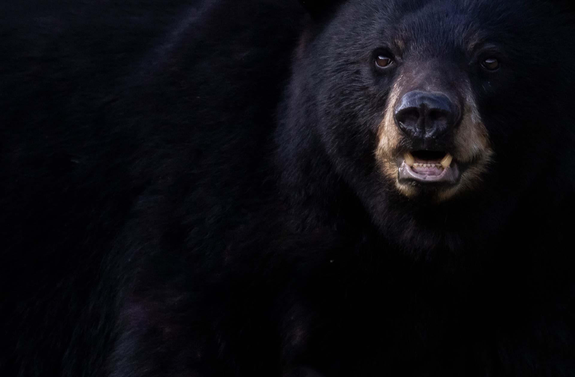 photographie-animaliere-ours-gaspesie