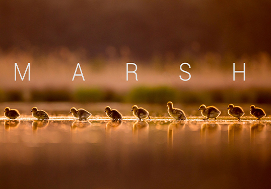 Marsh