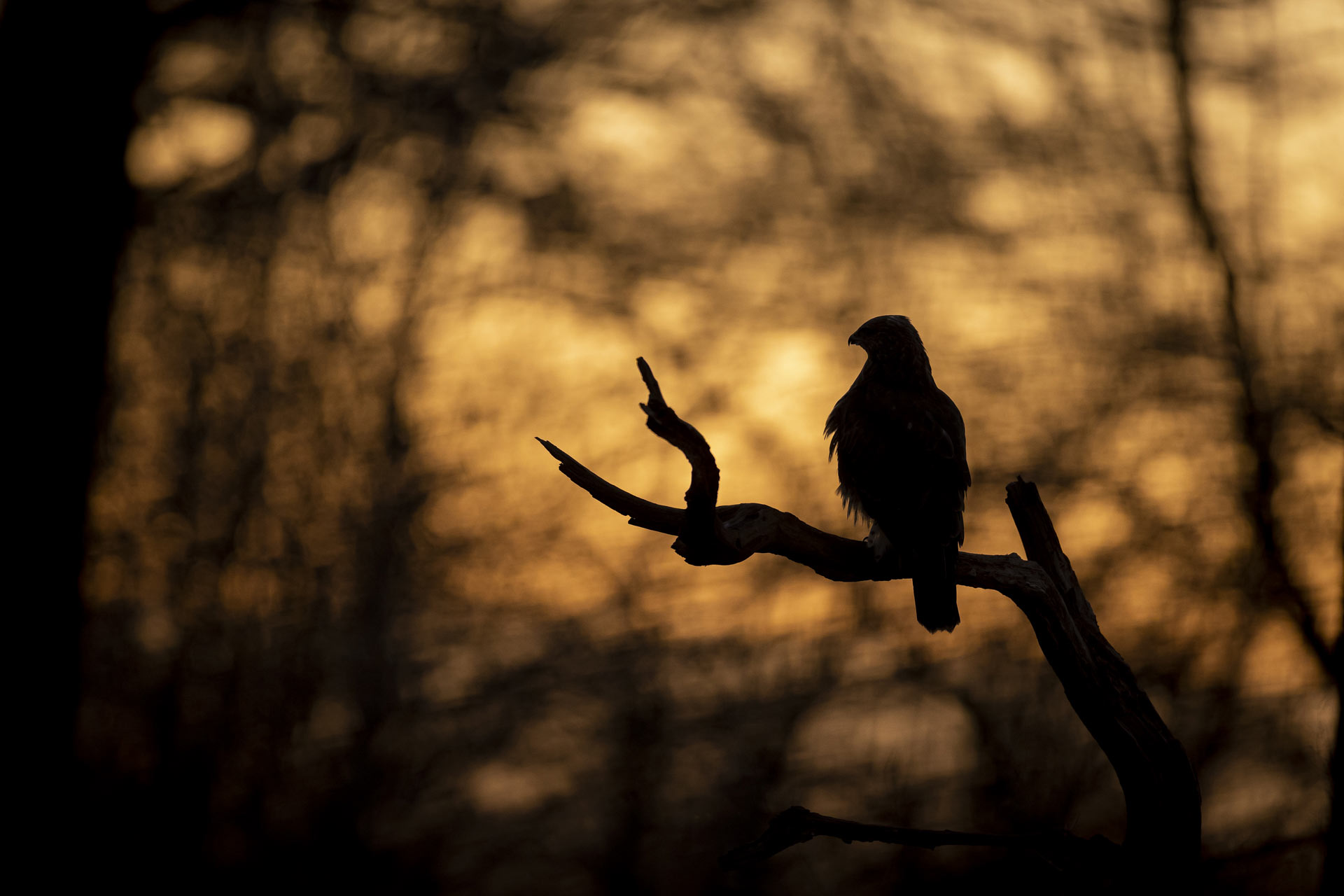 photo-aigle-nuit-stage-photographie