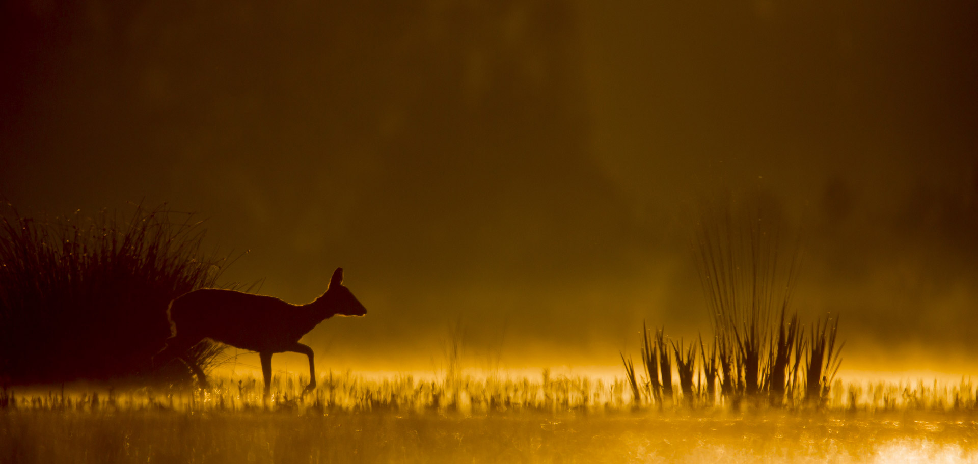 photo-biche-nuit-belgique