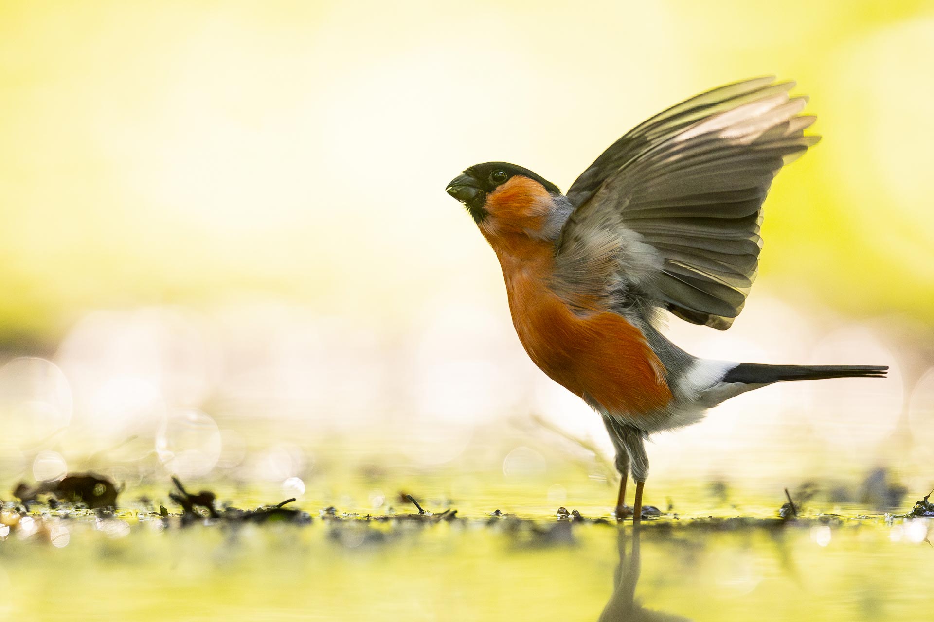 photo-bouvreuil-pivoine-stage-photographie