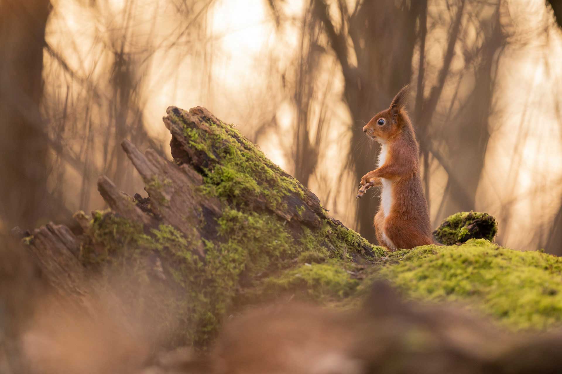 photo-ecureil-stage-photographie