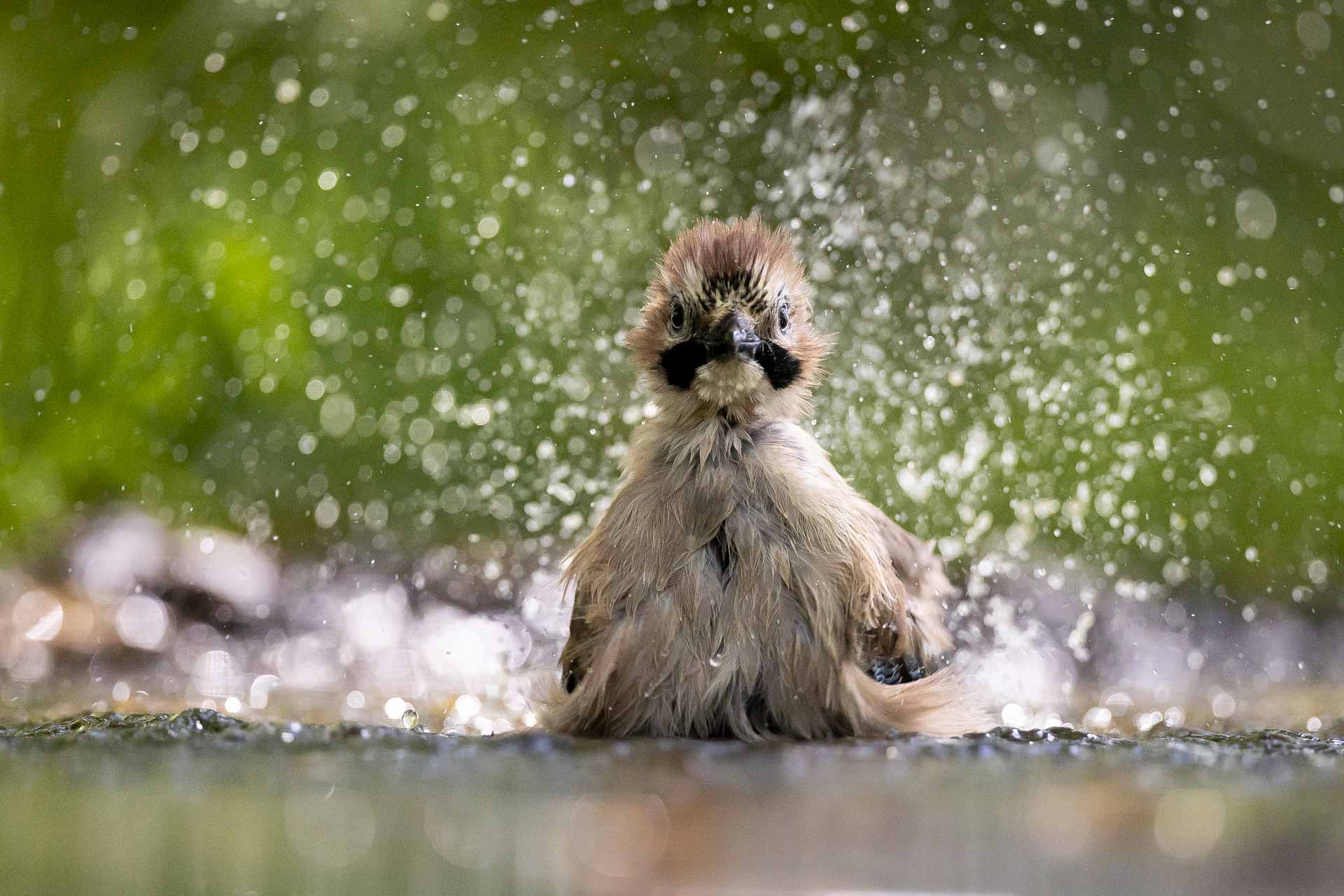 photo-geai-stage-photographie