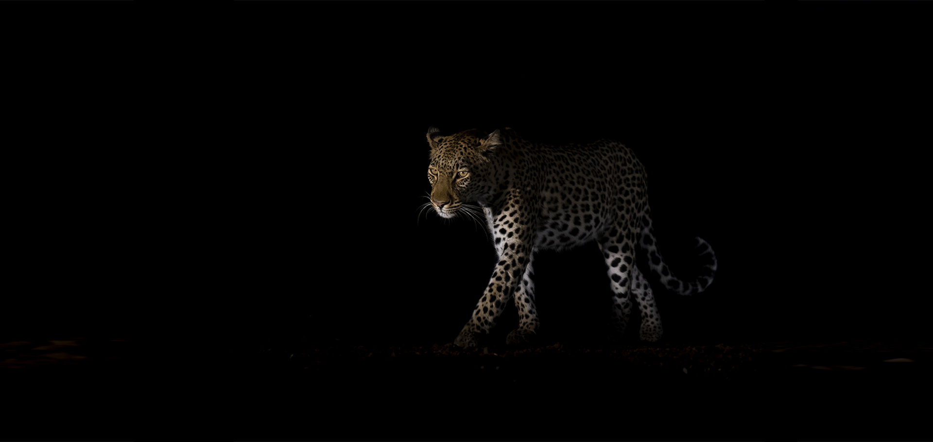 photo-leopard-afrique